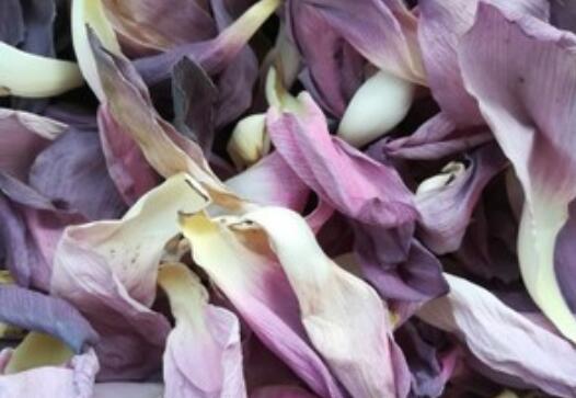 荷花，食用的宝库