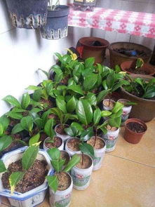 茶花扦插生根蕞快的小技巧，学起来！