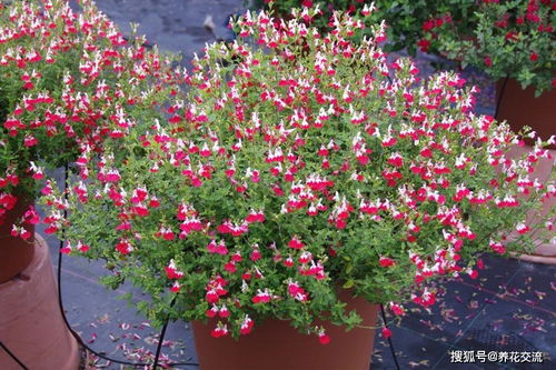 月季花中的狮子座