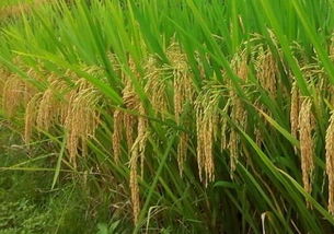 乙草胺使用不当的后果