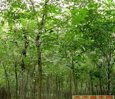 先说说 咱们得知道什么是常绿乔木和落叶乔木