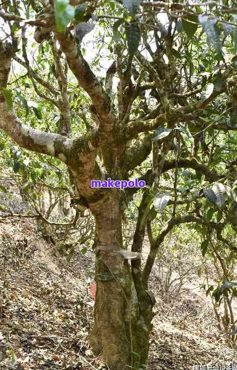 古树茶油价格揭秘：一公斤多少钱？茶油林行情速览