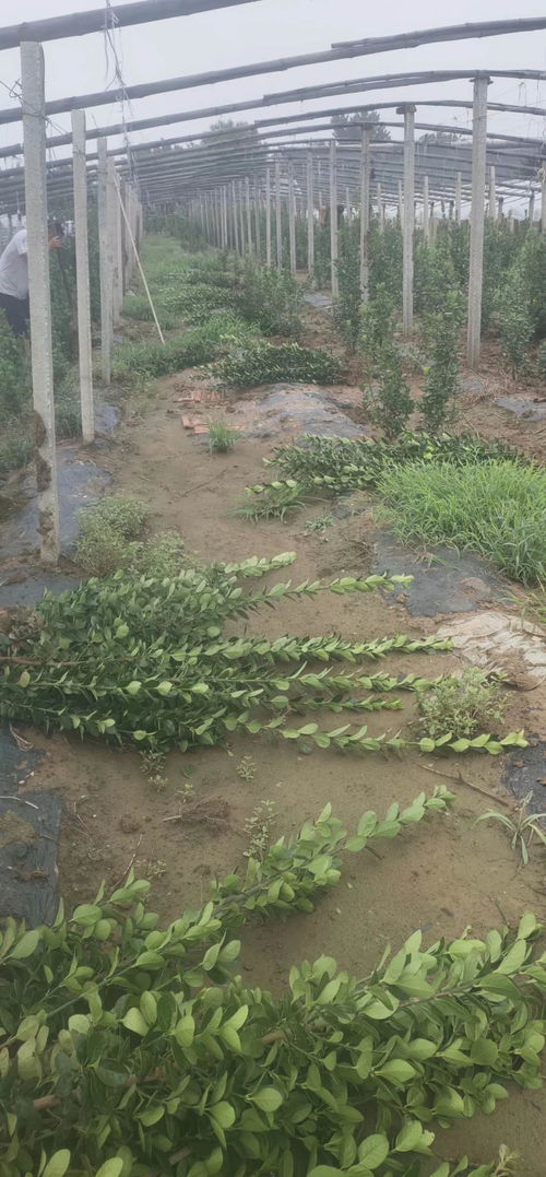 抗旱基因：黄杨树的生存秘诀