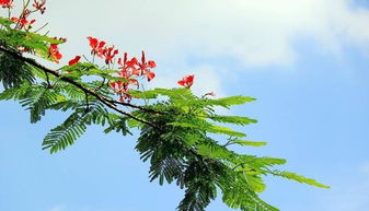 半边黄繁衍旺盛，花种易得