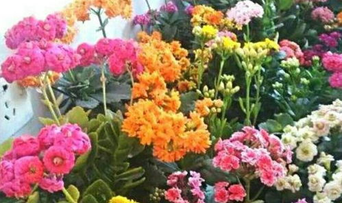 百日草的花苞与开花奥秘