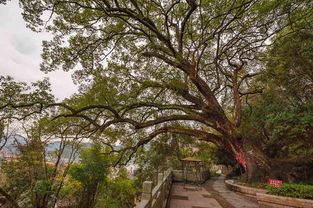 园林艺术的传承