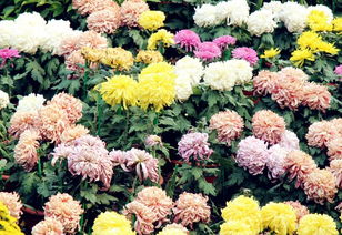 菊花象征着坚韧、高洁，寓意着长寿和吉祥