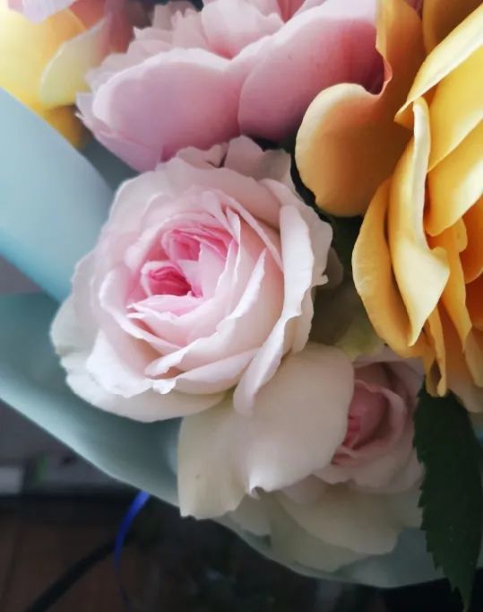 浪漫月季的传说：花中的爱情使者