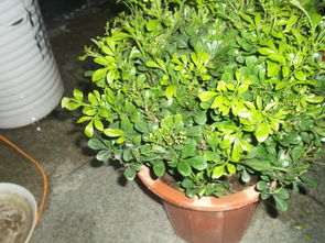 浇水，浇水，还是浇水！