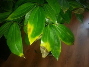 平安树叶尖黄，揭秘其背后的秘密