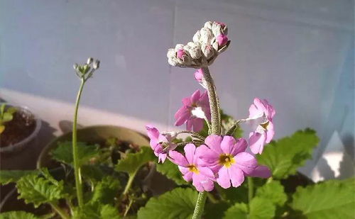 金盏菊的种植秘诀：提前10天浸种催芽