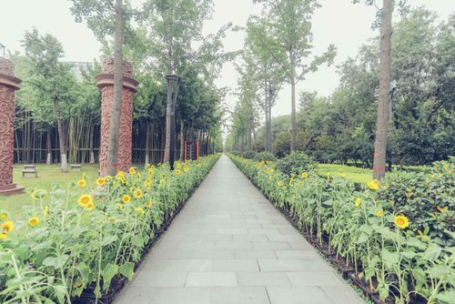 公园里的大片花选择指南