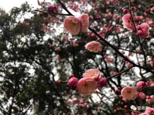 李子花4月开花最好看，错过又要等一年