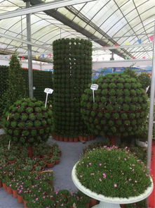 那些特殊的树和花