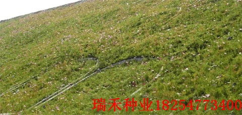 染后 我们要选草种