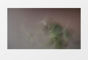 蒲公英种子，随风飘向何方
