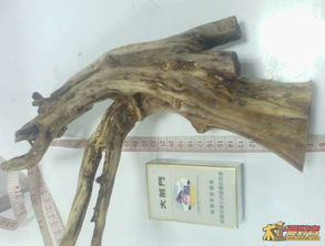 黄杨木的韵味， 藏在岁月的沉淀里