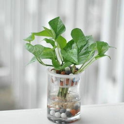 水底养植植物的奇妙之旅