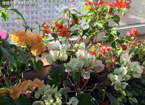 未开花玫瑰如何催花？是缺水还是养分不足