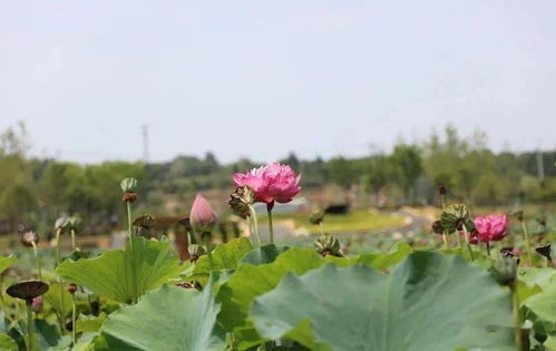 荷花水养，如何让它在水中绽放