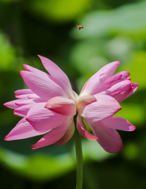 “并蒂莲，双生美意，荷花绽放，清雅生活美学”