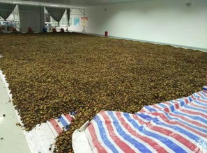 茶油籽收购热点：掌握最新三茶油价格动态！