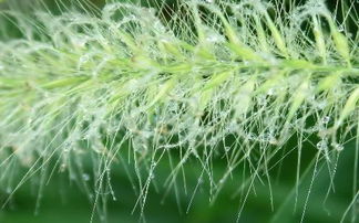 揭秘自然奇观：绶草高清美图大公开！