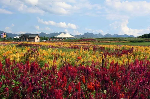 避开七彩花， 警惕智商税