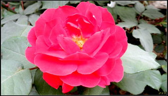 月季花中的颜色秘密