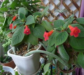 红花种植指南中，留种子时如何避免病虫害