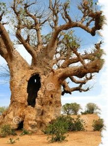 柳树：柔中带刚， 护岸护水，美丽家园的守护者