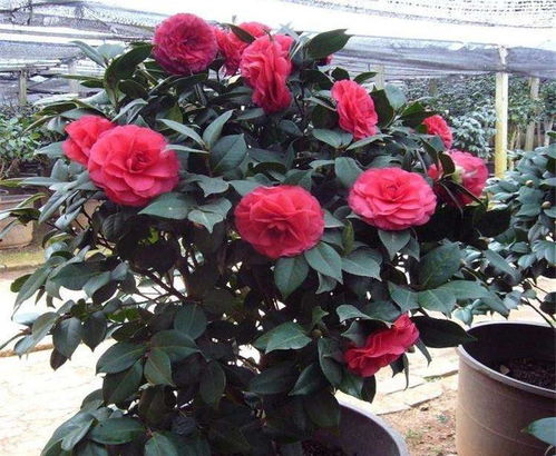 盆栽茶花烂根，是土壤问题还是浇水不当