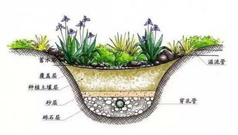 翠芦莉：芦莉花的小姐妹