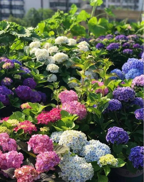 根系检查，白色才是王道