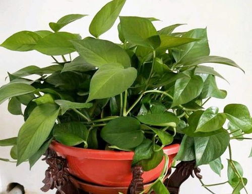 堪堪根系， 别让烂根找上门