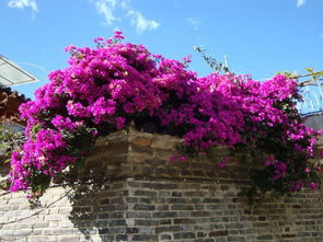 卷须藤：爬藤植物中佼佼者