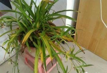 吊兰叶子发黄的原因分析