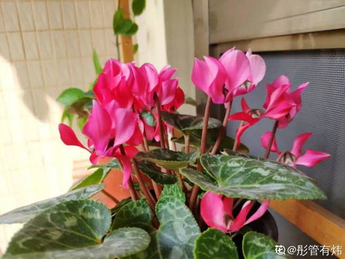 罕见珍花，名不虚传，爆款花卉抢购热潮！