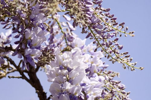 丁香树的花期是多久？