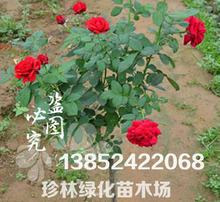 盆栽花卉批发基地：花卉爱好者的天堂