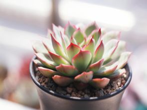 马齿苋树养殖指南：轻松掌握多肉植物的养护要诀！