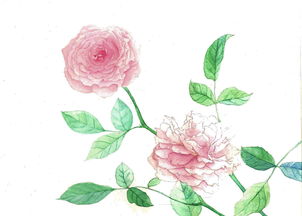水彩月季的优缺点探讨