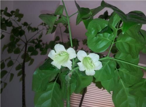 幸福树开花吗？原来幸福树开花长这样