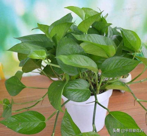 绿萝：净化空气，虫子远离