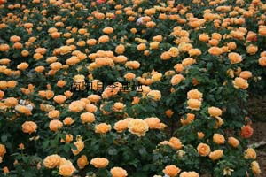 盆栽莫海姆月季：南阳基地的绿色宝藏