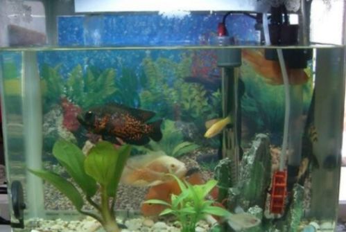 养鱼水浇花，这样搭配蕞神奇！