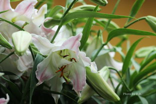 马可波罗月季， 那个黄灿灿的小家伙