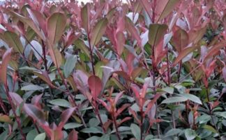 红叶石楠修剪方法大揭秘