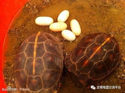 适合黄缘的花卉品种
