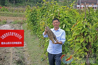 “农村种植致富新宠，这几种植物销路广